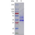 Cynomolgus CXCR2(1-63) Protein, hFc Tag – Figure 1 of 1
