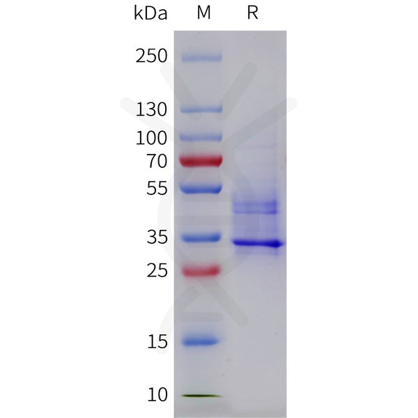 Cynomolgus CXCR2(1-63) Protein, hFc Tag – Figure 1 of 1
