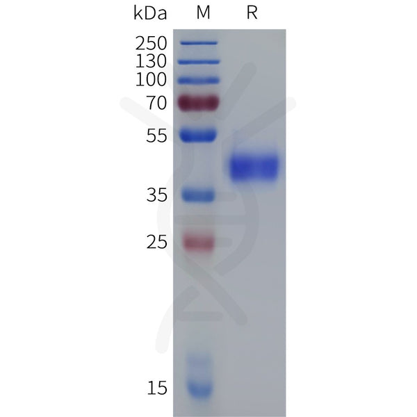Cynomolgus CD38 Protein, His Tag – Figure 1 of 1