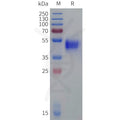 Cynomolgus GPR75 Protein, hFc Tag – Figure 1 of 1