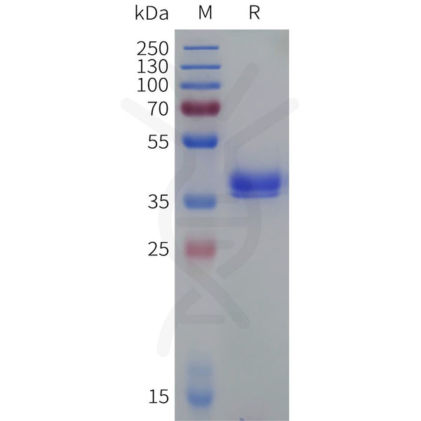 Cynomolgus C5AR1 Protein, hFc Tag – Figure 1 of 1