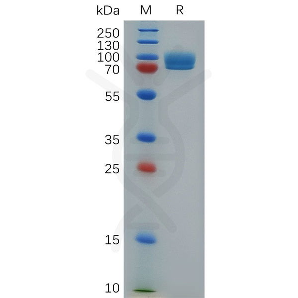 Mouse STAB1 Protein, hFc Tag – Figure 1 of 1