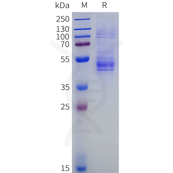 Mouse KLRG1 Protein, hFc Tag – Figure 1 of 1