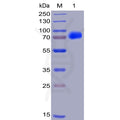 Human CS1 Protein, hFc-His Tag – Figure 1 of 1