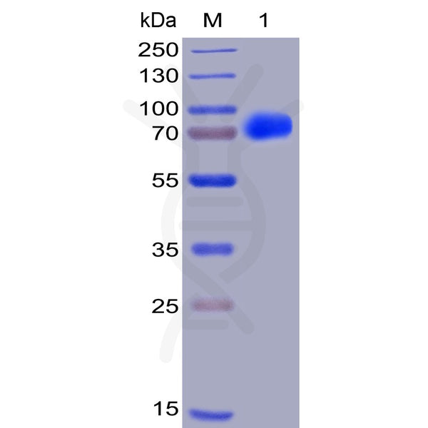 Human CS1 Protein, hFc-His Tag – Figure 1 of 1