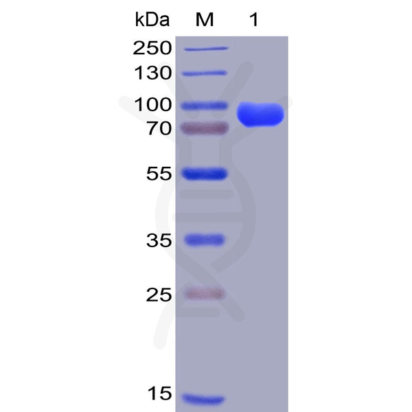 Human CD38 Protein, hFc-His Tag – Figure 1 of 1
