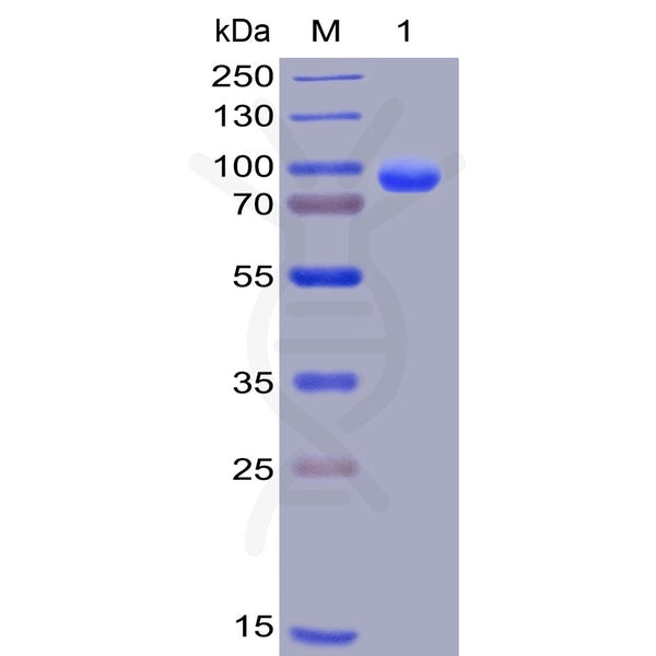 Human CD138 Protein, hFc-His Tag – Figure 1 of 1