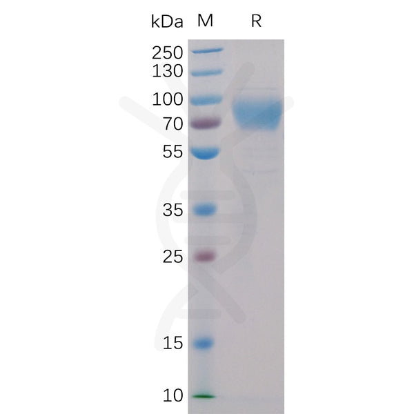 Human 2B4 Protein, mFc-His Tag – Figure 1 of 1