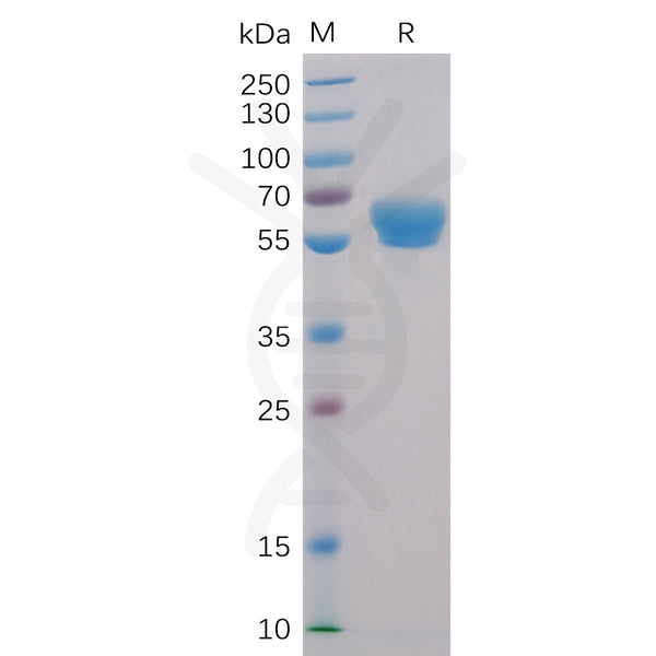 Human 4-1BB Protein, mFc-His Tag – Figure 1 of 1