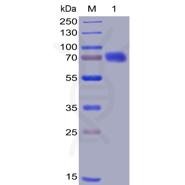 Human CD28 Protein, mFc-His Tag – Figure 1 of 1