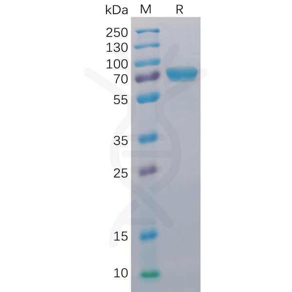 Human CD40 Protein, mFc-His Tag – Figure 1 of 1