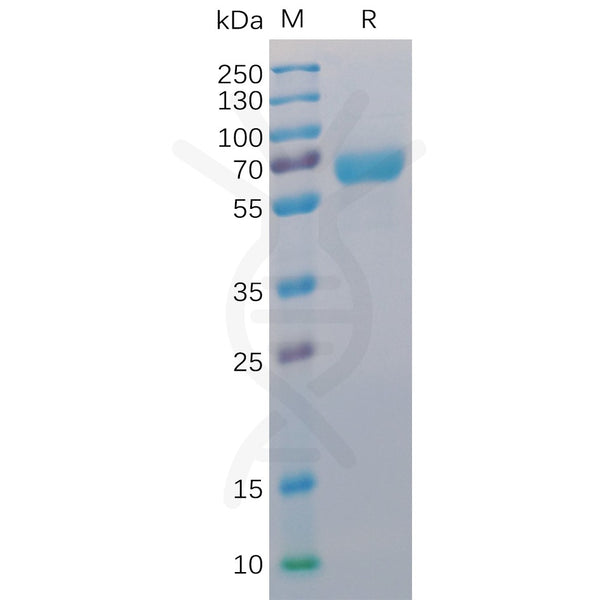 Human CD48 Protein, mFc-His Tag – Figure 1 of 1