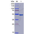Human GITR Protein, mFc-His tag – Figure 1 of 1