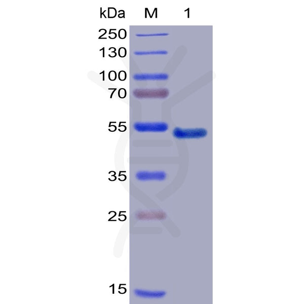 Human GITR Protein, mFc-His tag – Figure 1 of 1