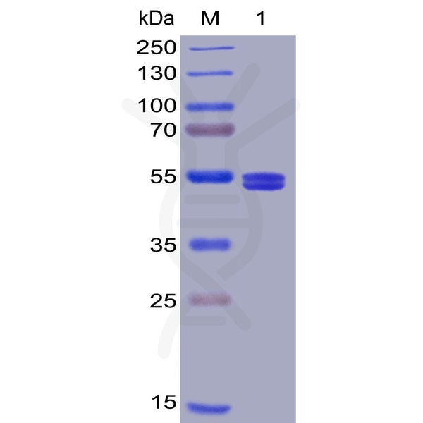 Human GITR Ligand Protein, mFc-His tag – Figure 1 of 1