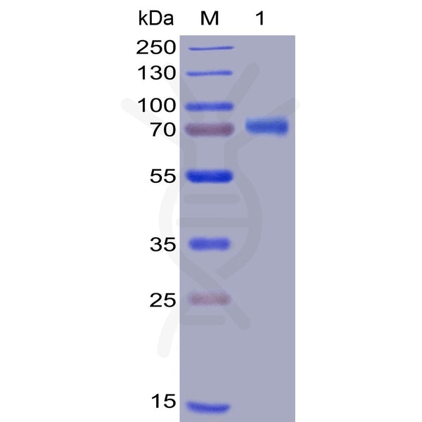 Human OX40L Protein, mFc-His tag – Figure 1 of 1