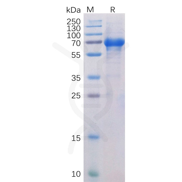 Human OX40 Protein, hFc-His tag – Figure 1 of 1