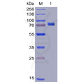 Human PD-L1 Protein, mFc-His tag – Figure 1 of 1