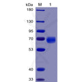 Human PD-1 Protein, mFc-His tag – Figure 1 of 1