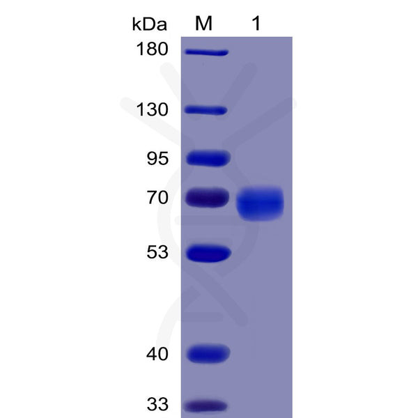Human PD-1 Protein, mFc-His tag – Figure 1 of 1