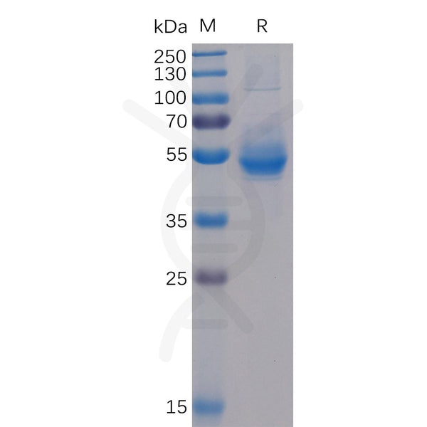 Human ICOS Protein, mFc-His tag – Figure 1 of 1
