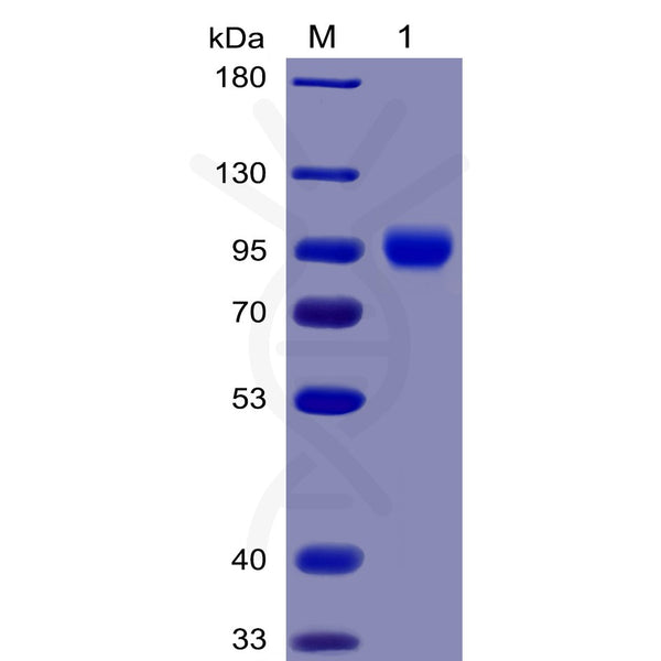 Human CD155 Protein, mFc-His tag – Figure 1 of 1