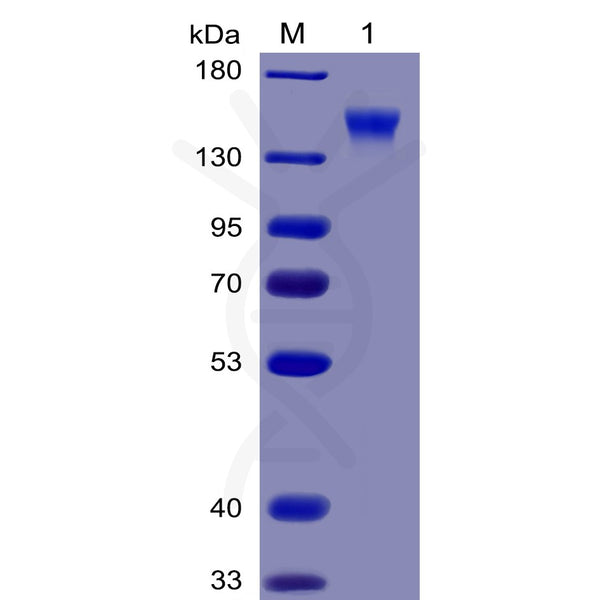 Human CD96 Protein, mFc-His tag – Figure 1 of 1
