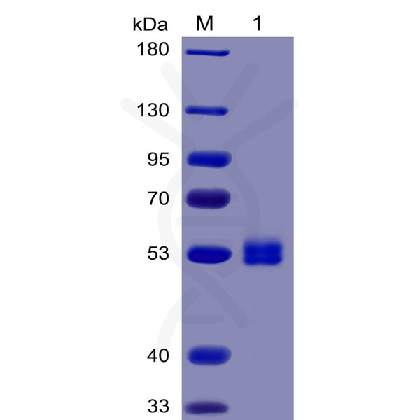 Human IL6 Protein, mFc-His Tag – Figure 1 of 1