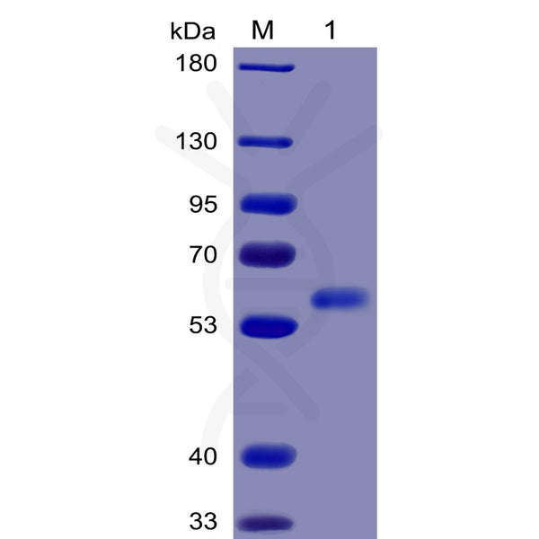Human FLT3 Ligand Protein, mFc-His Tag – Figure 1 of 1