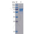 Human CD30 Ligand Protein, mFc-His Tag – Figure 1 of 1