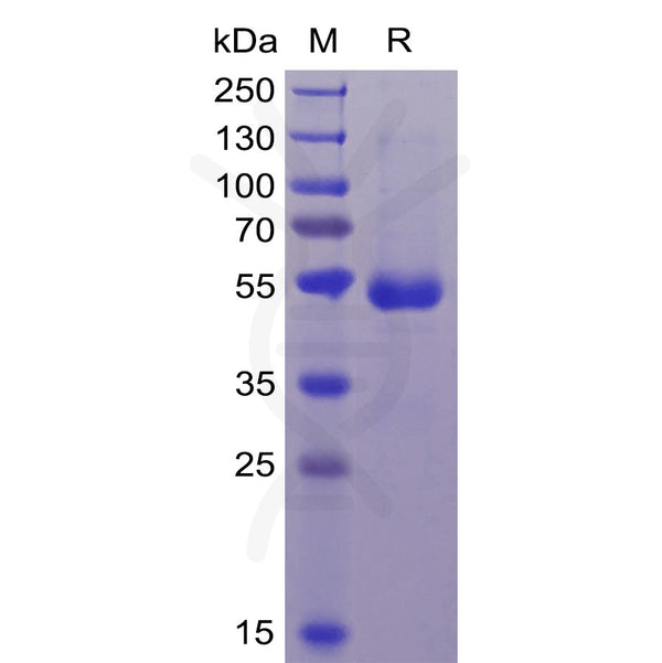 Human CD70 Protein, mFc-His Tag – Figure 1 of 1