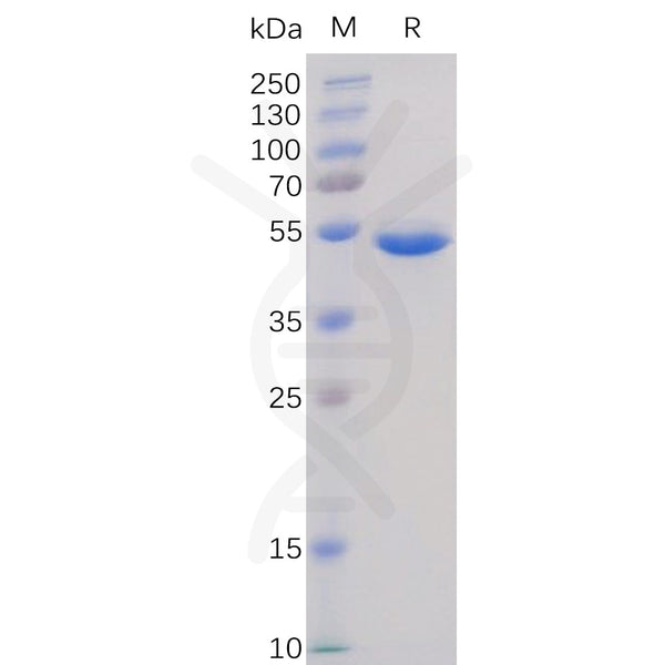 Human BAFF Protein, hFc Tag – Figure 1 of 1