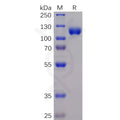 Human EPHA3 Protein, mFc-His Tag – Figure 1 of 1
