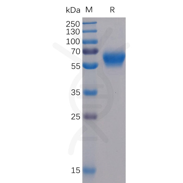 Human BTLA Protein, mFc-His Tag – Figure 1 of 1