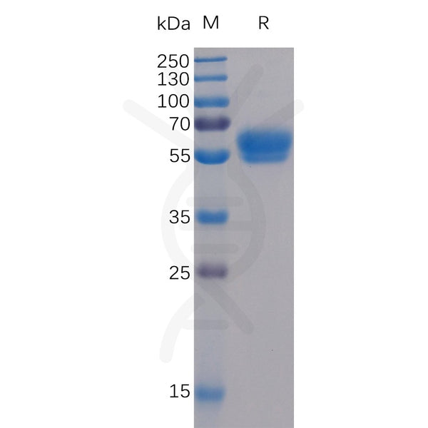 Human 4-1BB Ligand Protein, mFc-His Tag – Figure 1 of 1