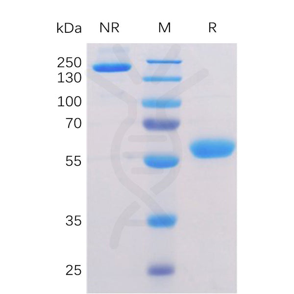Human BTN3A1 Protein, mFc-His Tag – Figure 1 of 1