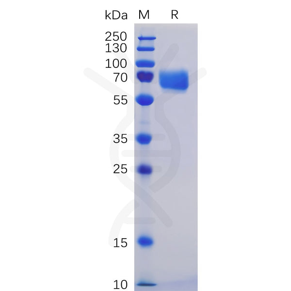 Human SLAMF5 Protein, mFc-His Tag – Figure 1 of 1