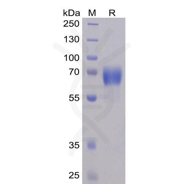 Human NTB-A Protein, mFc-His Tag – Figure 1 of 1