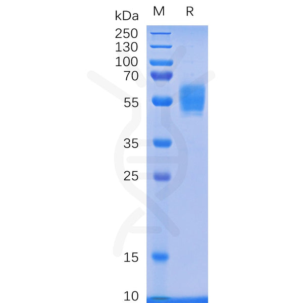 Human NKG2D Protein, mFc Tag – Figure 1 of 1