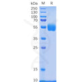 Human NKp30 Protein, hFc Tag – Figure 1 of 1