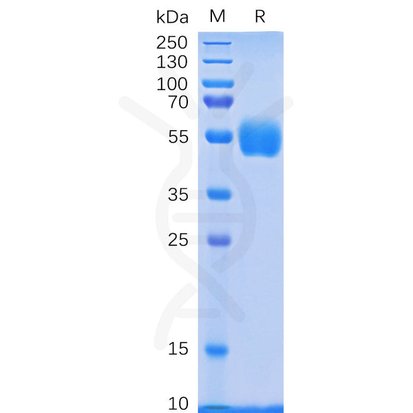 Human NKp30 Protein, hFc Tag – Figure 1 of 1