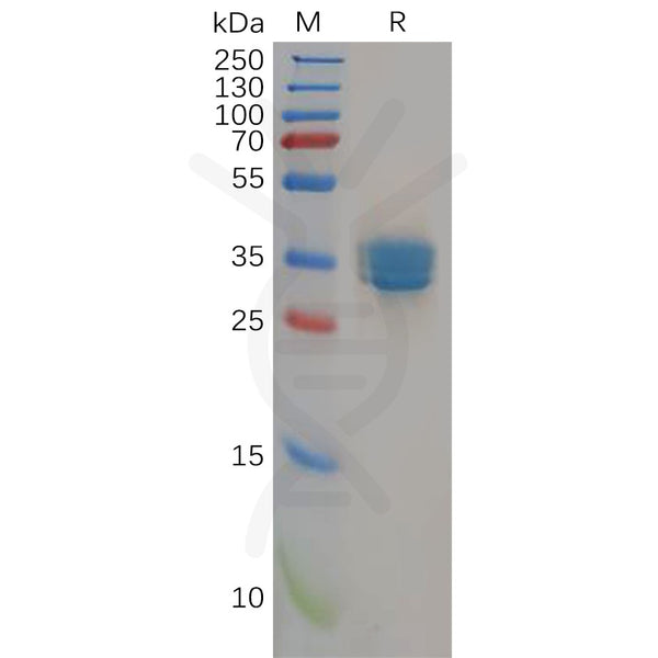 Human CB2 (1-33) Protein, hFc Tag – Figure 1 of 1