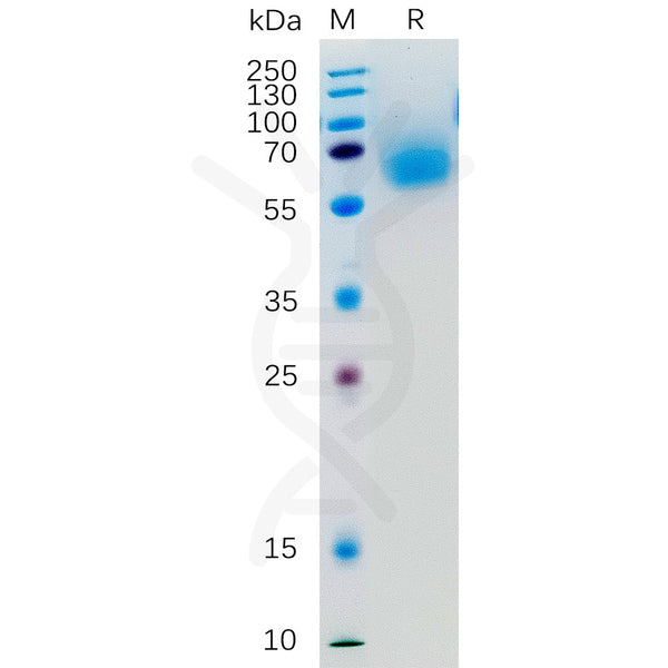 Human KLRG1 Protein, hFc Tag – Figure 1 of 1