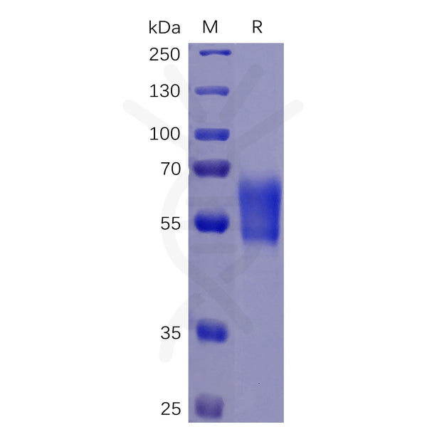 Human PD-1 Protein, hFc-His tag – Figure 1 of 1