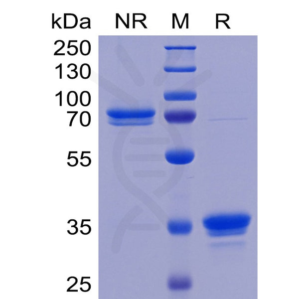 Human TweakR Protein, mFc Tag – Figure 1 of 1