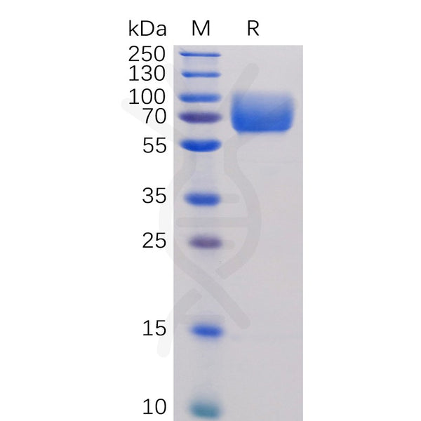 Human B7-2 Protein, hFc Tag – Figure 1 of 1