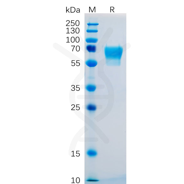 Human CD27 Protein, hFc Tag – Figure 1 of 1