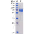Human 2B4 Protein, hFc tag – Figure 1 of 1