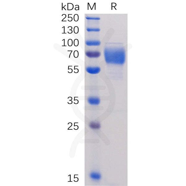 Human 2B4 Protein, hFc tag – Figure 1 of 1