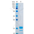 Human GITR Ligand Protein, His tag – Figure 1 of 1